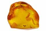 Fossil Ant (Formicidae) In Baltic Amber #150721-2